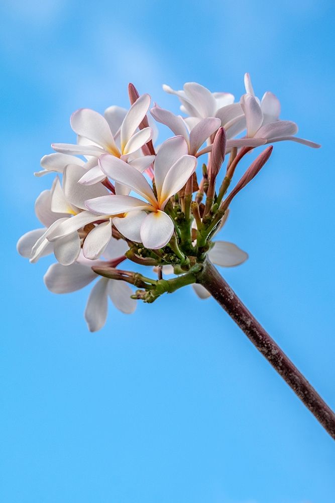 Plumeria